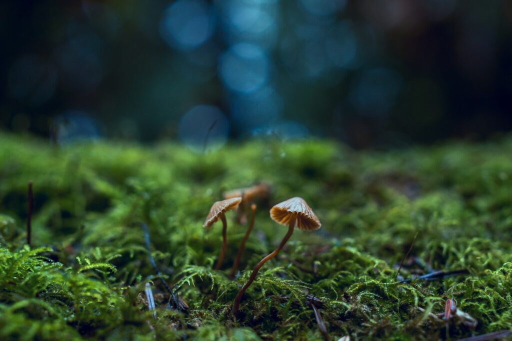 little mushrooms in a forest