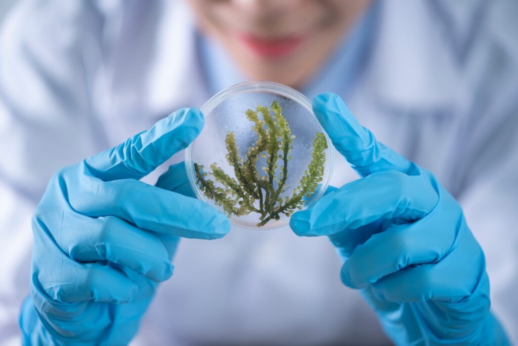 sea weed on test glass