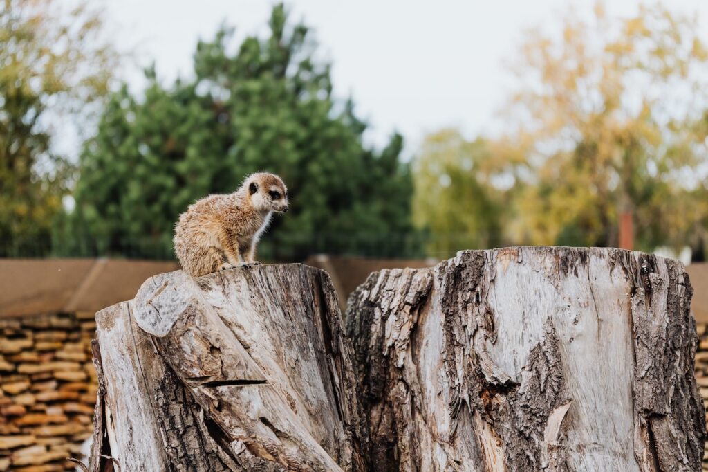 animal on a cut tree