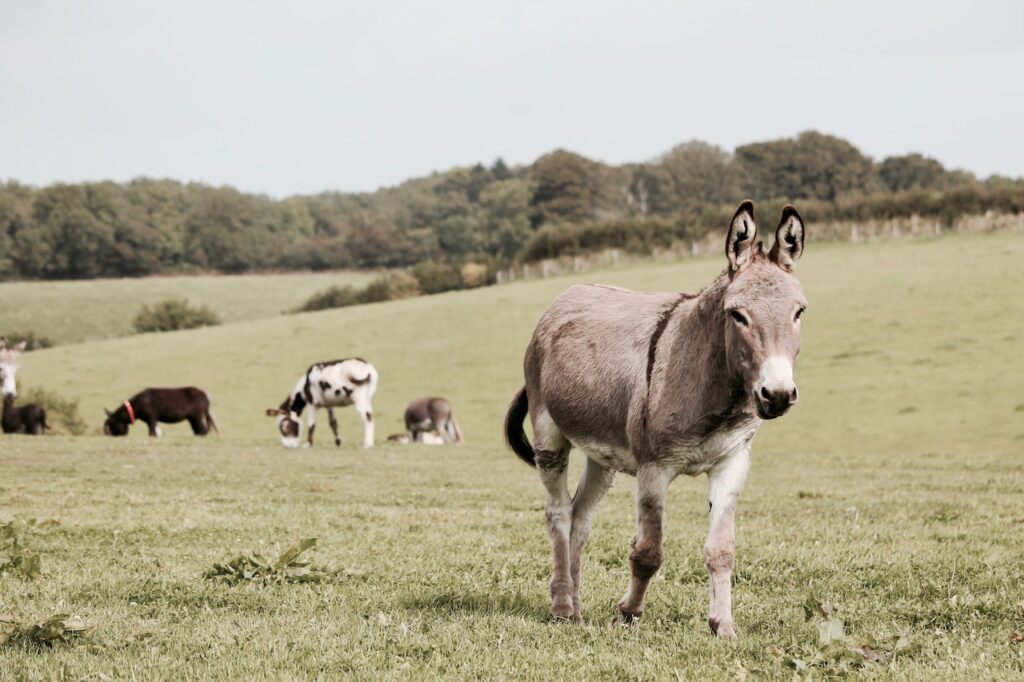 donkeys