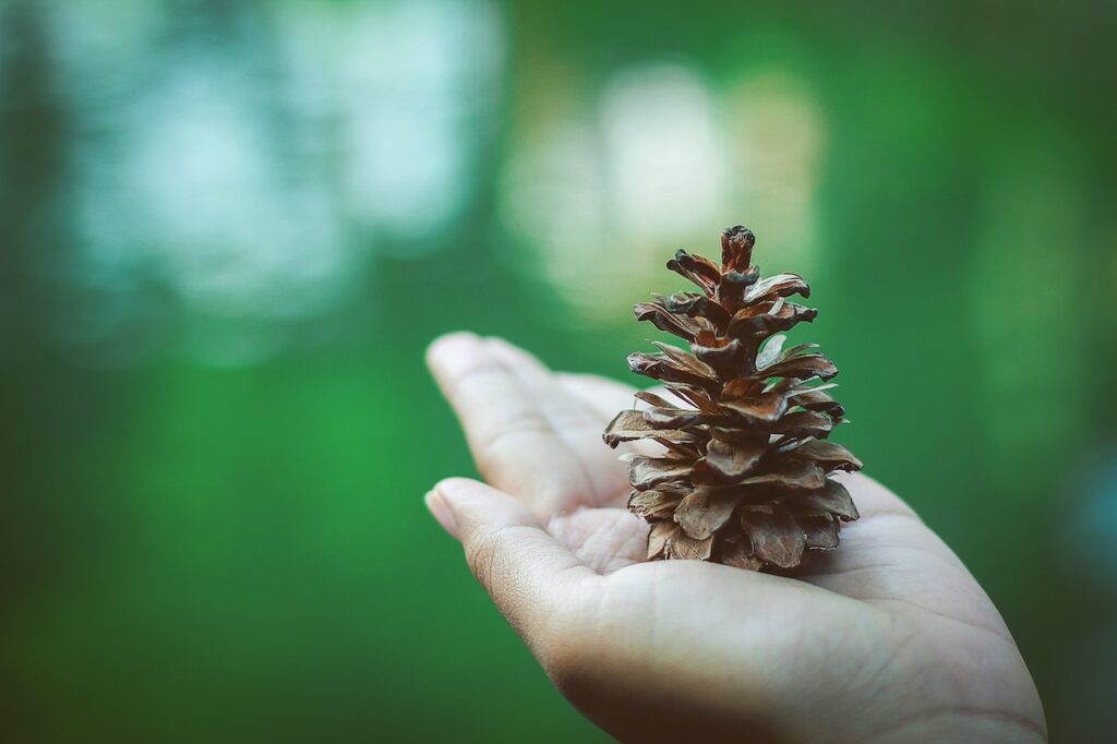 sapling on hand